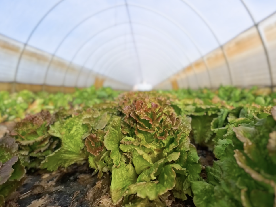 Insalata con prodotti locali utilizzata nel video storytelling per Filiera Corta Solidale a Cremona.